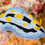 Phyllidia coelestis