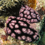 Phyllidiella pustulosa