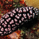 Phyllidiella pustulosa