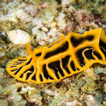 Reticulidia halgerda