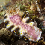 Risbecia godeffroyana