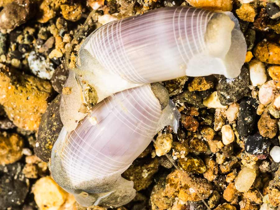 Atys cylindricus