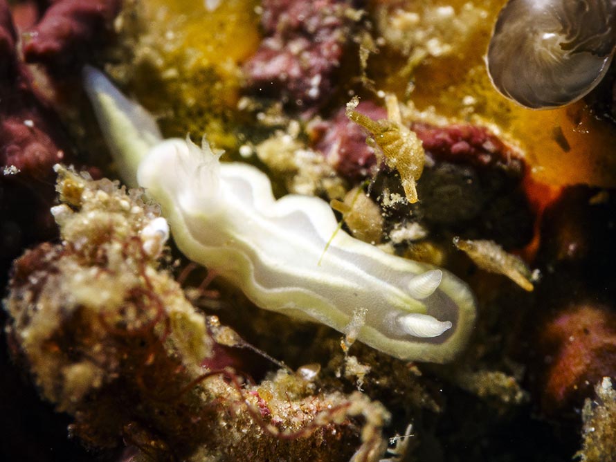 Ceratosoma sp. 1
