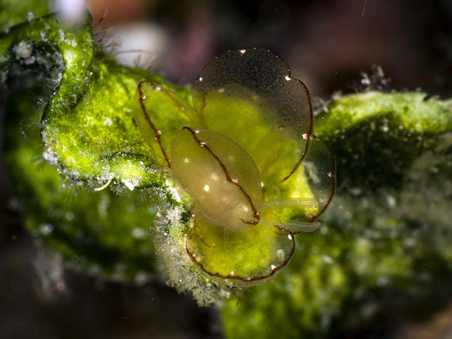 Cyerce elegans