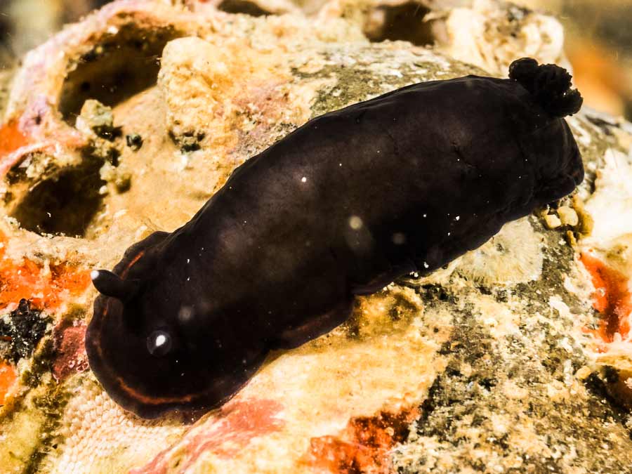 Dendrodoris arborescens (Collingwood, 1881)