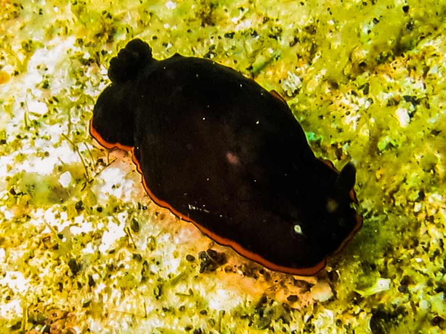 Dendrodoris arborescens (Collingwood, 1881)