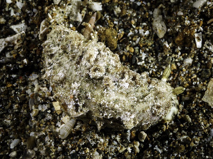 Dermatobranchus pustulosus