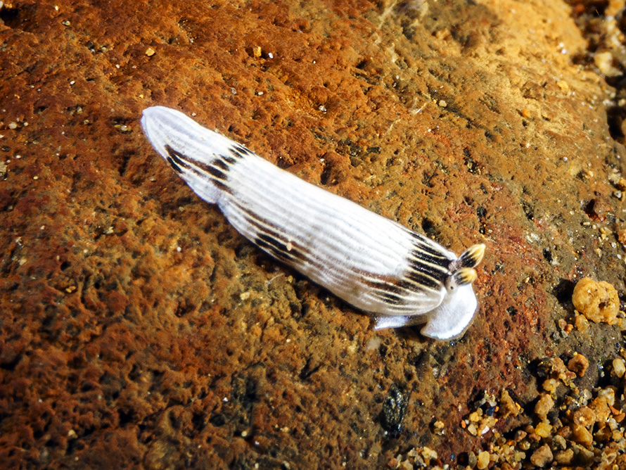 Dermatobranchus sp. 6