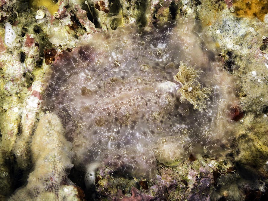 Dorid sp. K