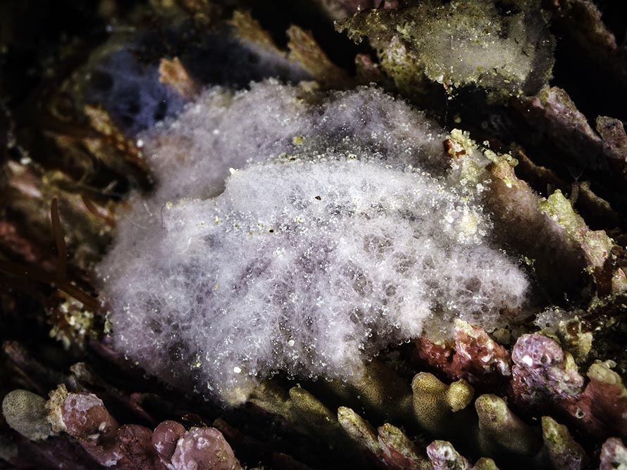 Dorid sp. Y