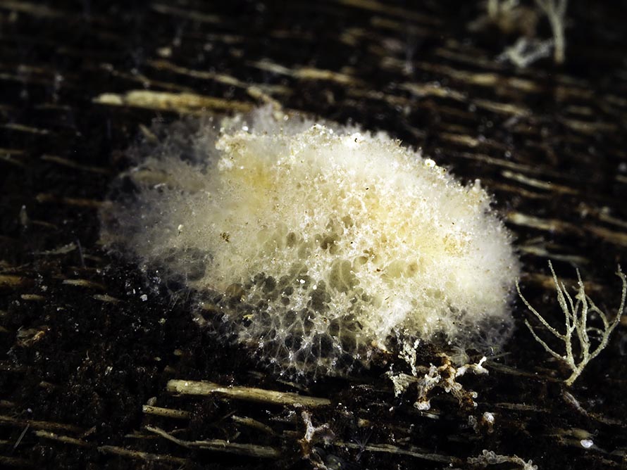 Dorid sp. ZA