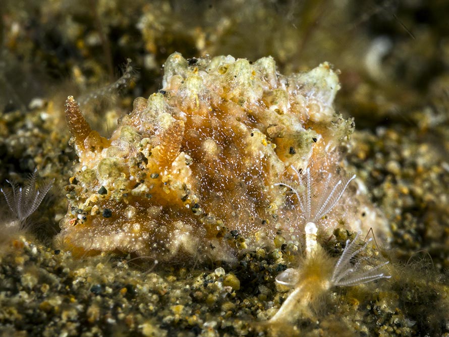 Dorid sp. ZC