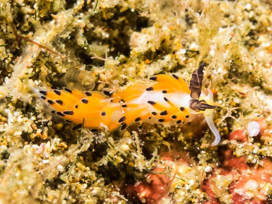 Favorinus tsuruganus