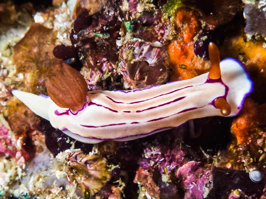 Hypselodoris emma
