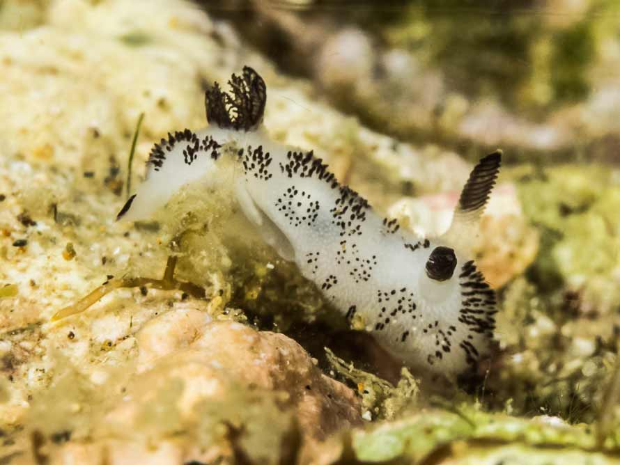 Jorunna funebris