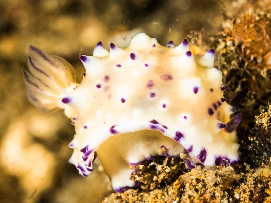 Mexichromis multituberculata 01