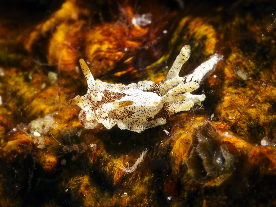 Murphydoris sp. J
