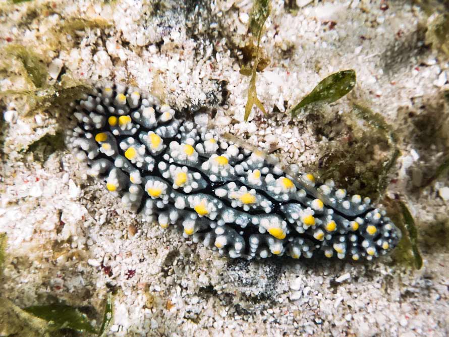 Phyllidia elegans
