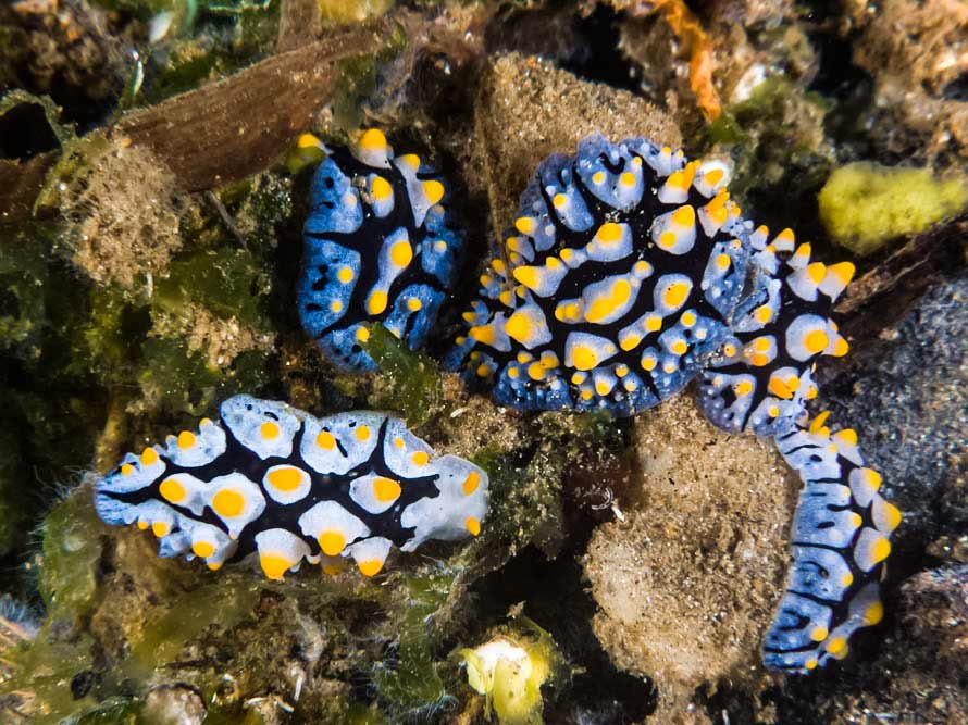 Phyllidia picta