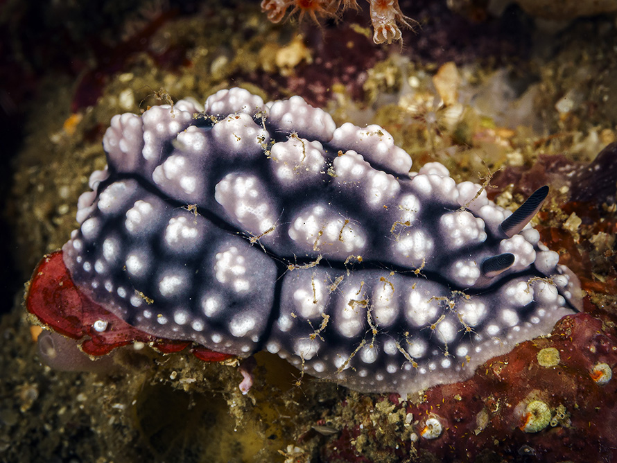 Phyllidiella granulata