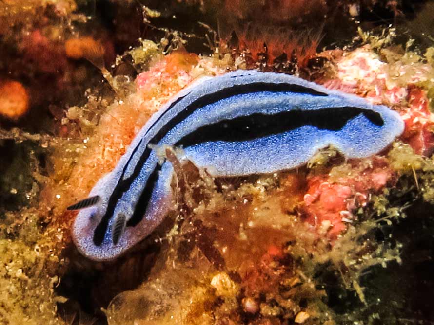 Phyllidiopsis annae