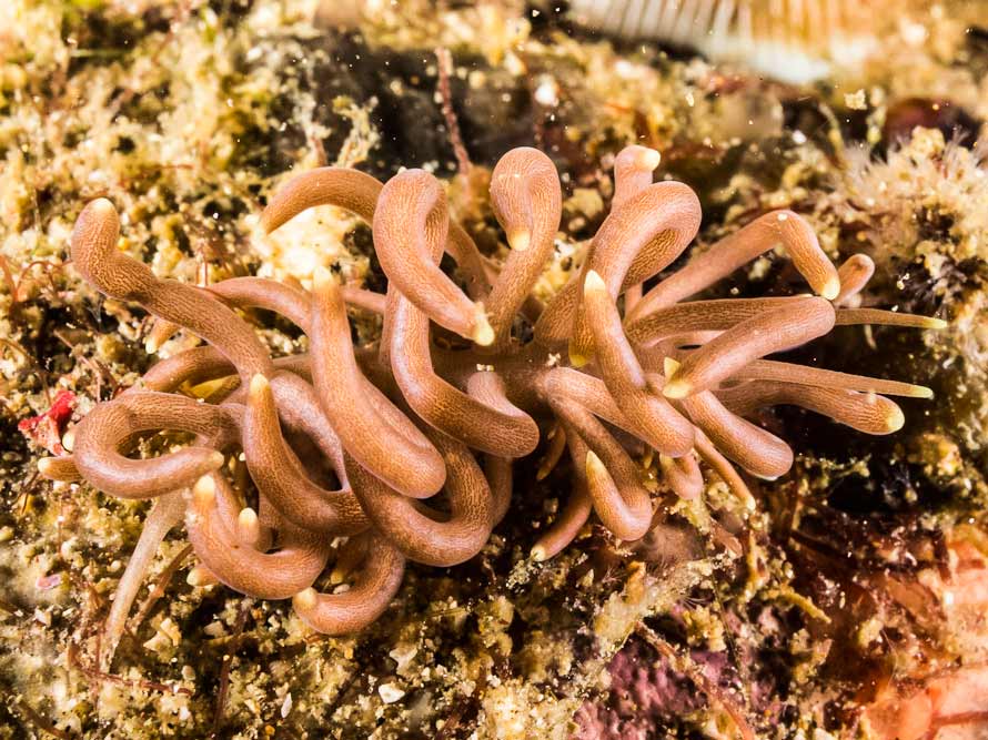 Phyllodesmium briareum