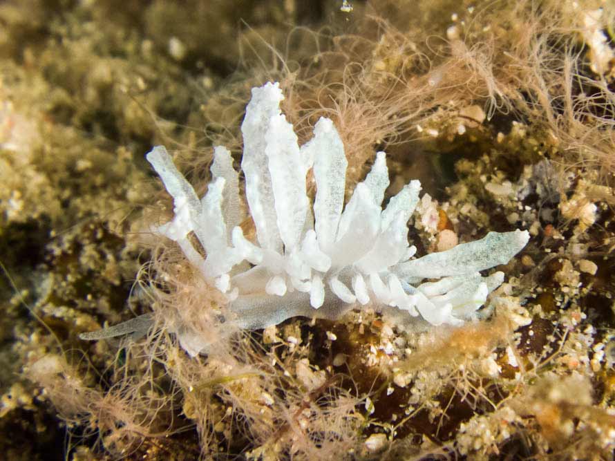 Phyllodesmium cf crypticum