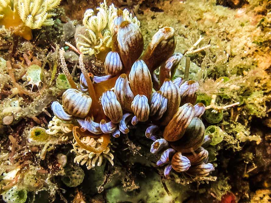 Phyllodesmium kabiranum