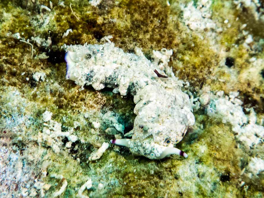 Plakobranchus ocellatus