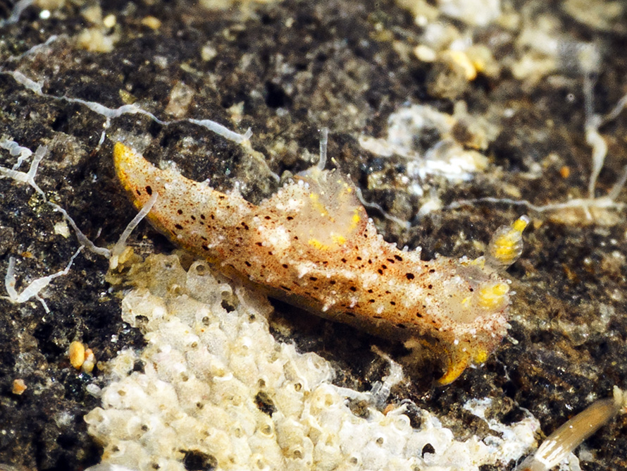 Polycera sp. L