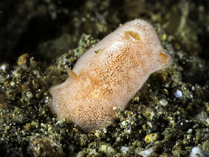 Rostanga sp. 1