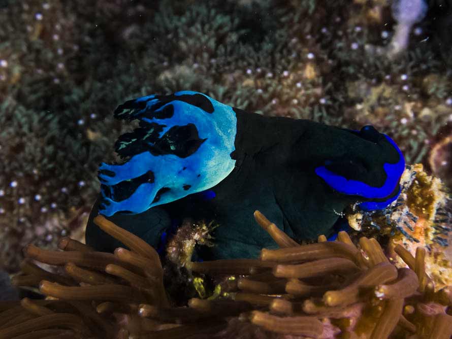 Tambja morosa