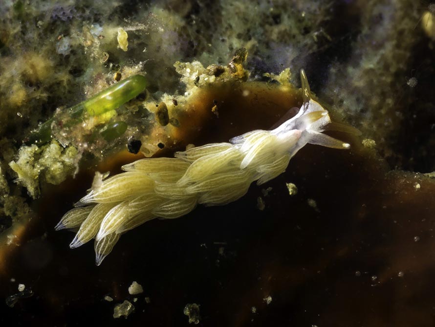 Tenellia sp. 26