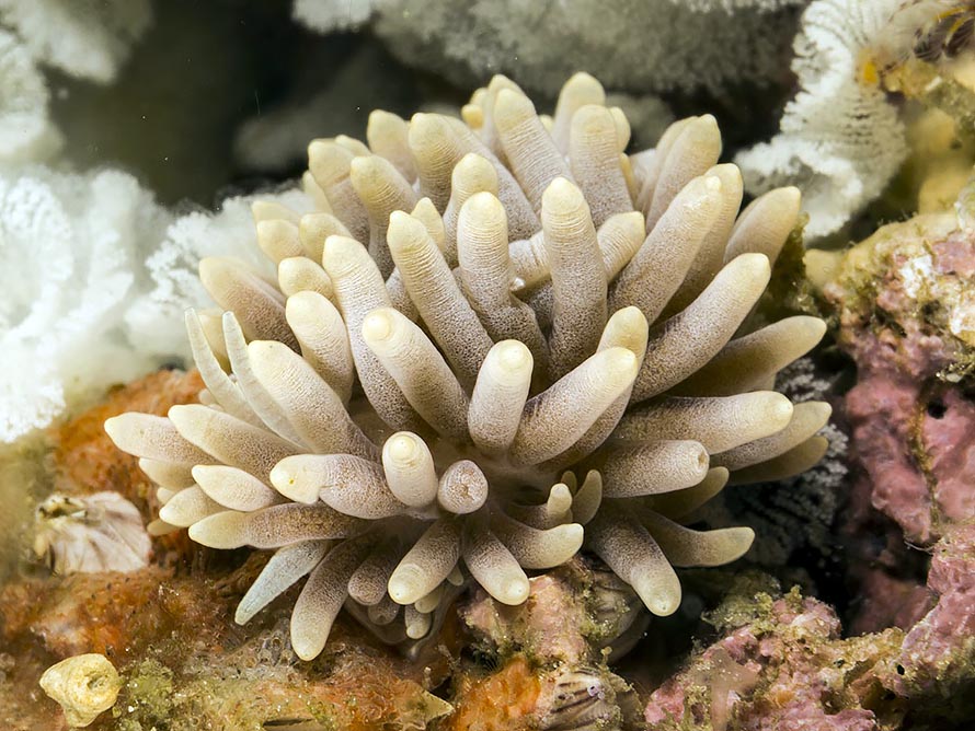 Tenellia sp. 79