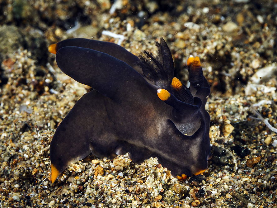 Thecacera sp. 11
