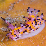 Aegires villosus