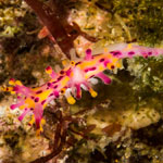 Aegires villosus