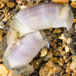 Atys cylindricus