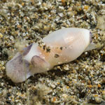 Atys debilis