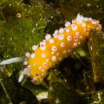 Cadlinella ornatissima