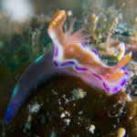Ceratosoma tenue