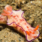 Ceratosoma trilobatum (J. E. Gray, 1827)