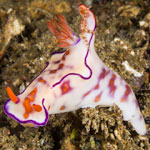 Ceratosoma trilobatum (J. E. Gray, 1827)