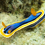 Chromodoris annae