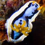 Chromodoris annae