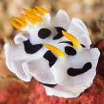 Chromodoris dianae