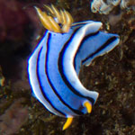 Chromodoris lochi
