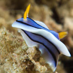Chromodoris lochi
