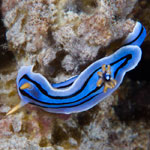 Chromodoris lochi