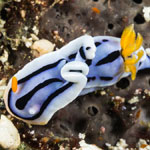 Chromodoris lochi